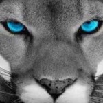 Profile picture of Puma EgoManiac