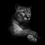 Group logo of Puma Quarters