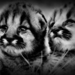 Group logo of Cub Quarters